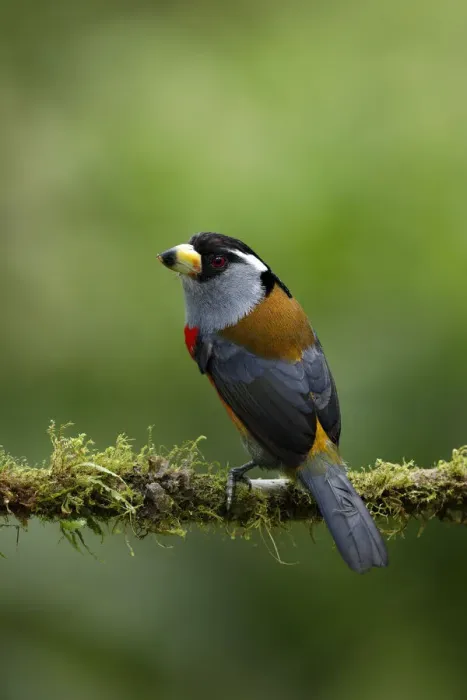 Framed Print : Toucan Barbet (Semnornis ramphastinus) Framed Print : Toucan Barbet (Semnornis ramphastinus)