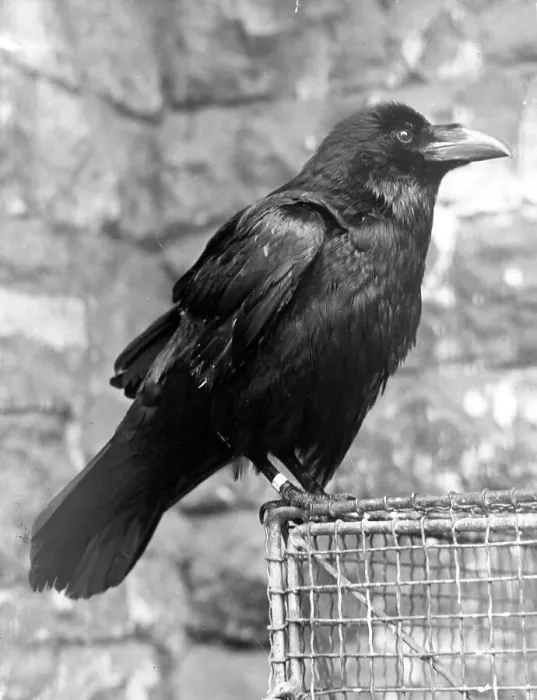 Framed Print : Tower Raven Framed Print : Tower Raven
