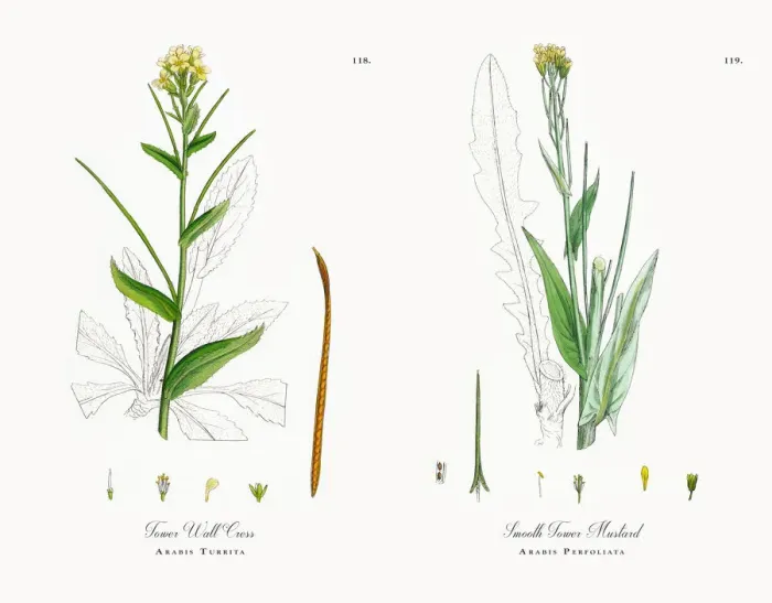 Framed Print : Tower Wall Cress, Arabis Turrita, Victorian Botanical Illustration, 1863 Framed Print : Tower Wall Cress, Arabis Turrita, Victorian Botanical Illustration, 1863