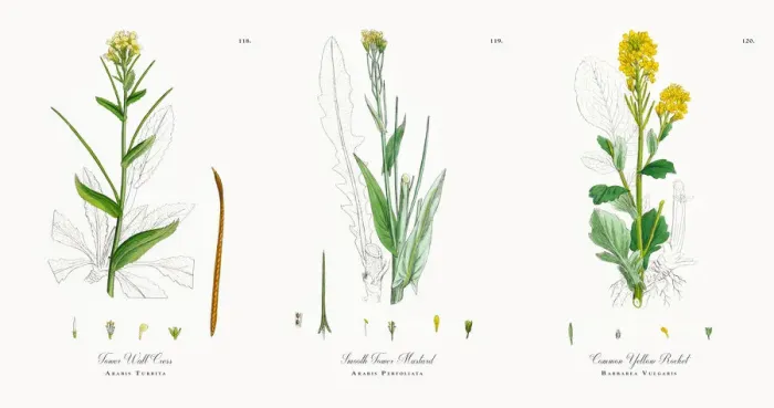 Framed Print : Tower Wall Cress, Arabis Turrita, Victorian Botanical Illustration, 1863 Framed Print : Tower Wall Cress, Arabis Turrita, Victorian Botanical Illustration, 1863