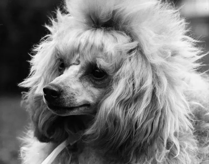Framed Print : Toy Poodle