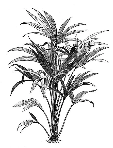 Trachycarpus fortunei (Chamaerops excelsa)