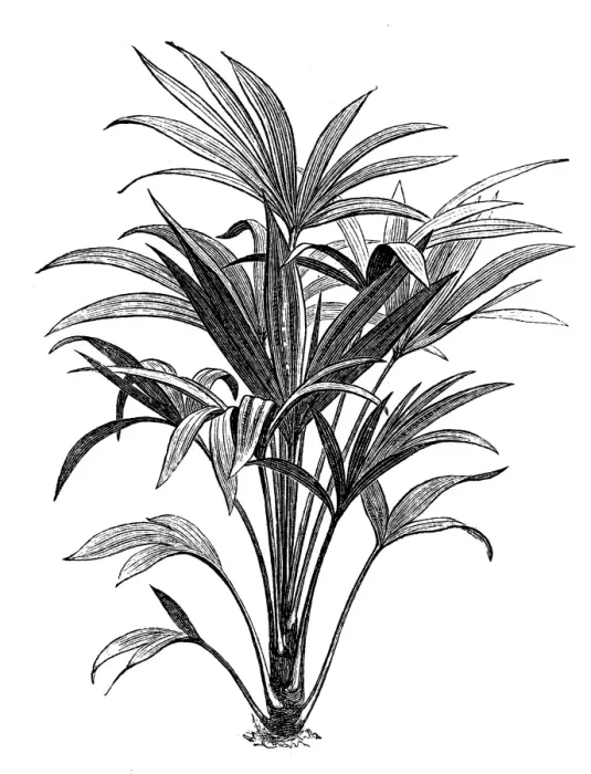 Framed Print : Trachycarpus fortunei (Chamaerops excelsa) Framed Print : Trachycarpus fortunei (Chamaerops excelsa)