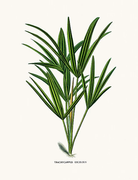 Trachycarpus palm