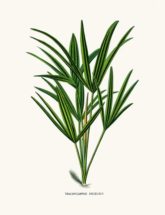 Framed Print : Trachycarpus palm Framed Print : Trachycarpus palm