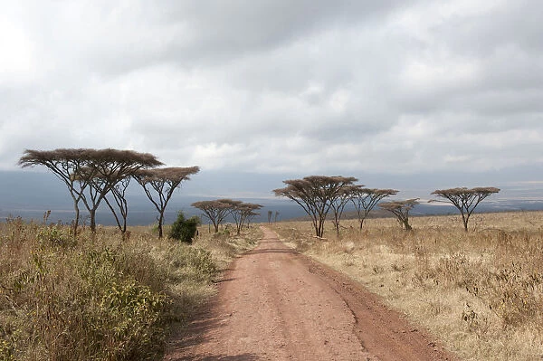 Track into the crater, dry grasslands, Umbrella Thorn Acacia -Acacia tortilis-, Savannah, Ngorongoro Conservation Area, Serengeti National Park, Tanzania, East Africa, Africa