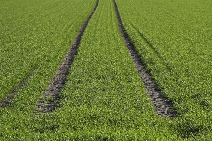 Framed Print : Tractor tracks, green seeded field near Biberach, Baden-Wuerttemberg, Germany, Europe Framed Print : Tractor tracks, green seeded field near Biberach, Baden-Wuerttemberg, Germany, Europe