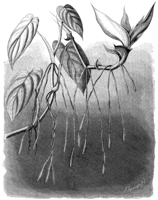 Framed Print : Tradescantia zanonia Framed Print : Tradescantia zanonia