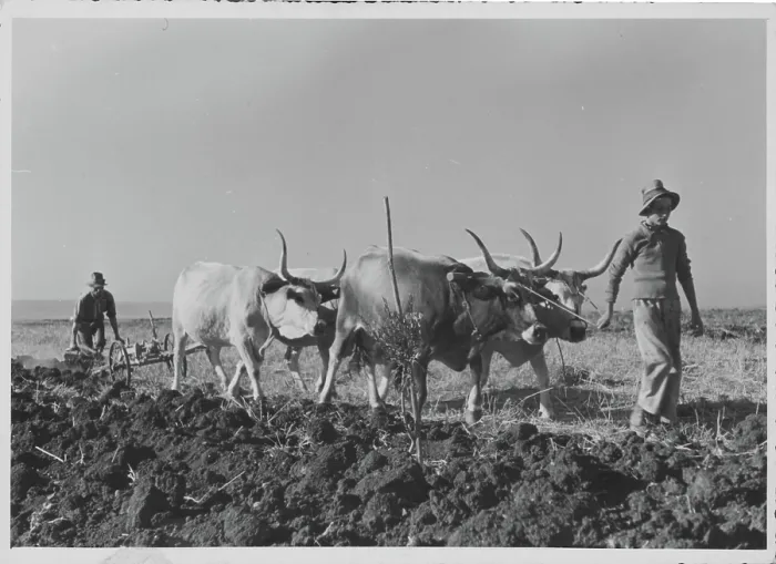 Framed Print : Italy. Traditional farming practices in rural Italy; a cattle-drawn plough Framed Print : Italy. Traditional farming practices in rural Italy; a cattle-drawn plough