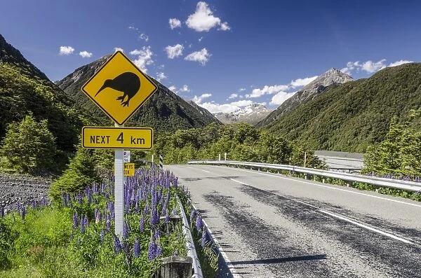Traffic sign warning of kiwis on the next four kilometres of the country road, driving on the left, Arthurs Pass Road, South Island, New Zealand, Oceania