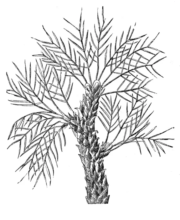 Framed Print : Tragacanth gum tree (Astragalus gummifer) Framed Print : Tragacanth gum tree (Astragalus gummifer)