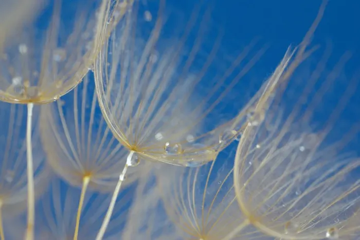 Framed Print : Tragopogon (big dandelion) Blue Background Framed Print : Tragopogon (big dandelion) Blue Background