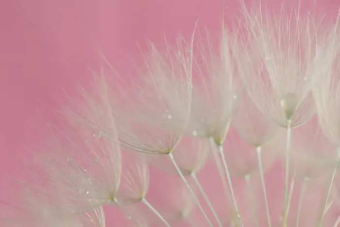Framed Print : Tragopogon (big dandelion) Pink Background Framed Print : Tragopogon (big dandelion) Pink Background