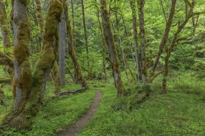 Framed Print : Trail and forest, Gifford Pinchot National Forest, Washington State, USA Framed Print : Trail and forest, Gifford Pinchot National Forest, Washington State, USA