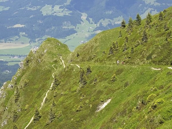 Trail on the Kitzbueheler Horn at St. Johann, Tyrol, Austria, Europe