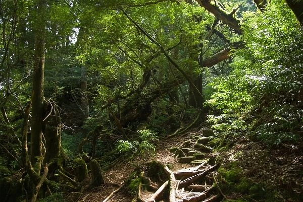 Trail through lush rainforest, Yakushima, Japan
