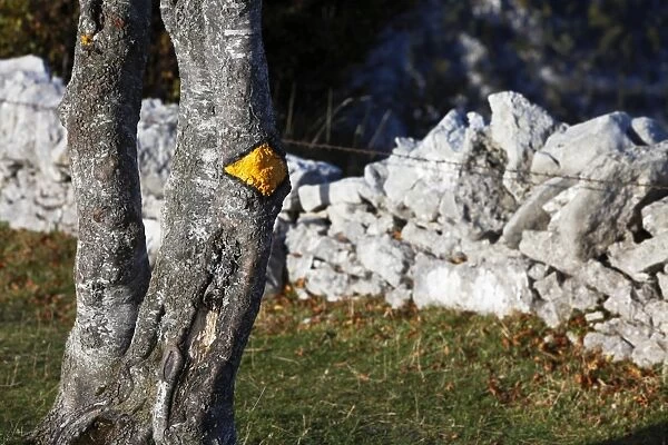Trail marker on a tree next to a drywall, Creux du Van, Boudry, Canton NeuchAzAtel, Switzerland, Europe