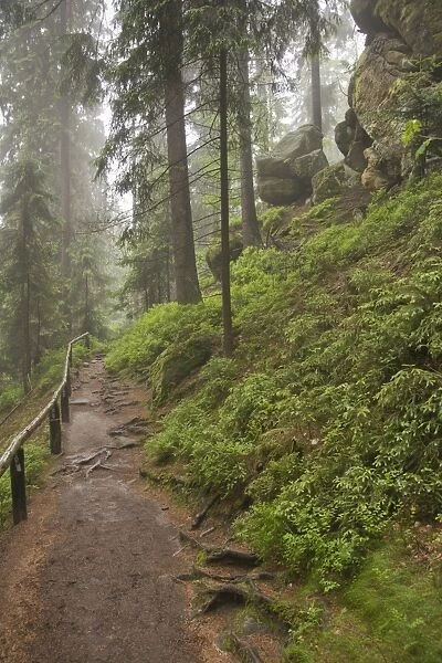 Trail between Obere Schleuse and Hermannseck, Saxon Switzerland, Elbsandsteingebirge Elbe Sandstone Mountains, Saxony, Germany, Europe