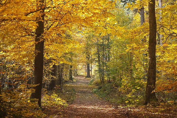 Trail to the Old Palace in autumn, Schwarzwald, Baden-Baden, Baden-Wurttemberg, Germany