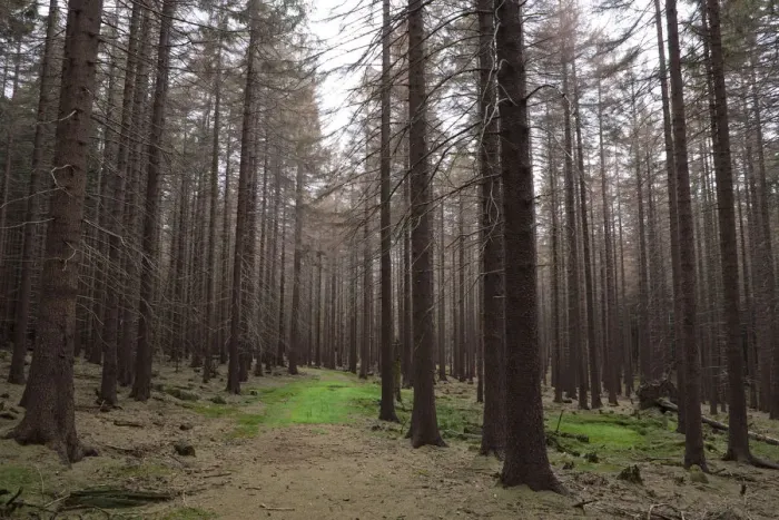 Framed Print : Trail through a Spruce (Picea) forest, Harz, Saxony-Anhalt, Germany, Europe