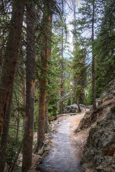 Trail, Yellowstone National Park