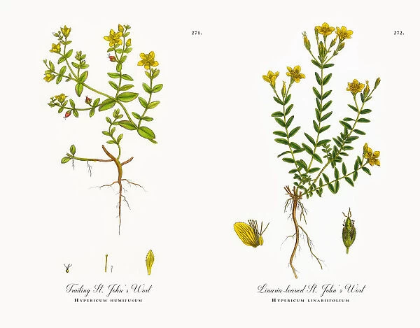 Trailing St. Johnas Wort, Hypericum humifusum, Victorian Botanical Illustration, 1863