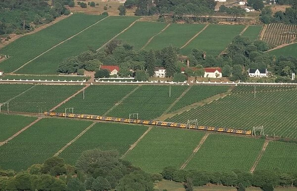 Train Traveling Through Vineyard Landscape - Aerial View