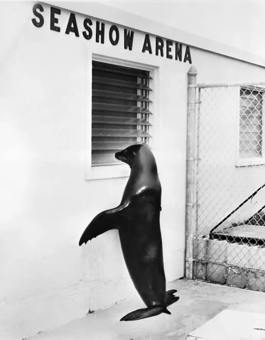 Framed Print : Trained Sea Lion Peeping Through Window Framed Print : Trained Sea Lion Peeping Through Window