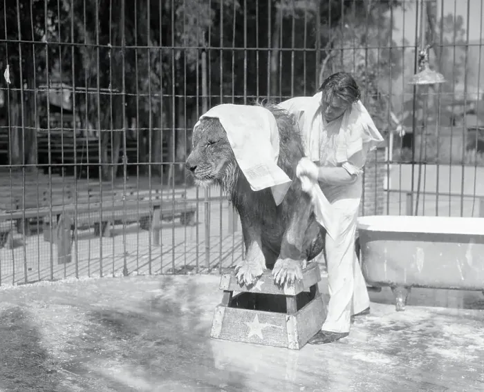 Framed Print : Trainer Drying Lion Off with Towels Framed Print : Trainer Drying Lion Off with Towels