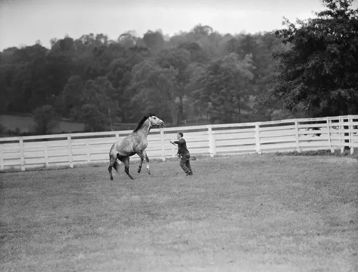 Framed Print : Trainer Working With Horse Inside Fence Framed Print : Trainer Working With Horse Inside Fence
