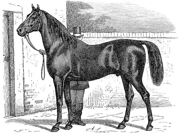 Trakehner black stallion