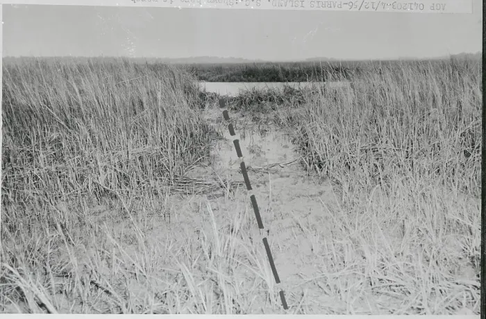 Framed Print : Trampled Marsh Grass Framed Print : Trampled Marsh Grass