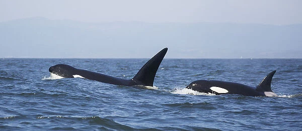Transient Killer Whales