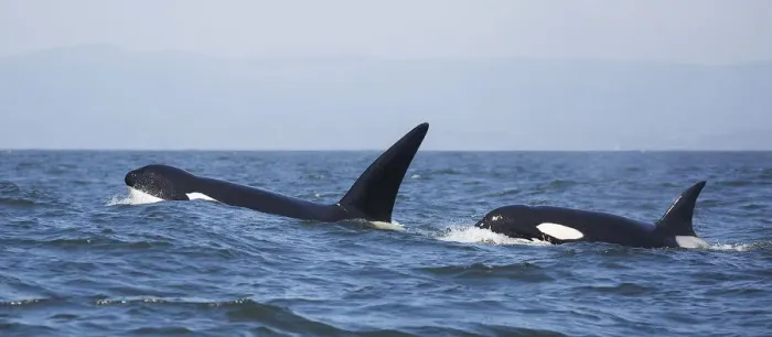 Framed Print : Transient Killer Whales Framed Print : Transient Killer Whales