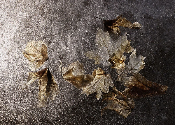 Translucent winter bleached maple leaves
