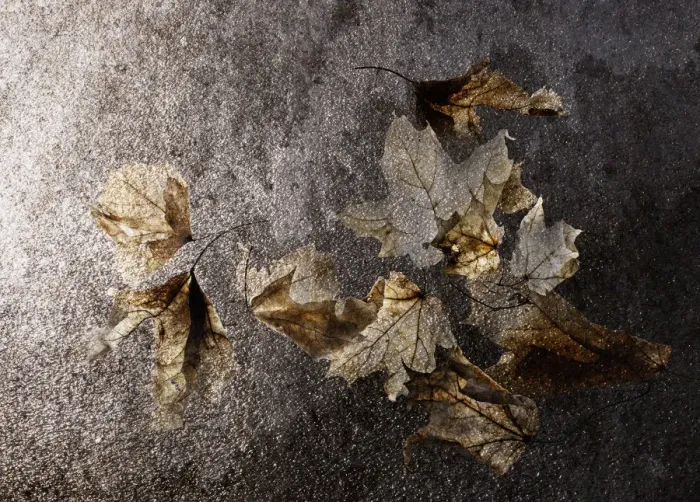 Framed Print : Translucent winter bleached maple leaves Framed Print : Translucent winter bleached maple leaves