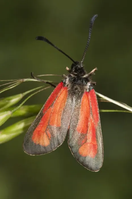 Framed Print : Transparent Burnet -Zygaena purpuralis-, Lake Kerkini region, Greece, Europe Framed Print : Transparent Burnet -Zygaena purpuralis-, Lake Kerkini region, Greece, Europe