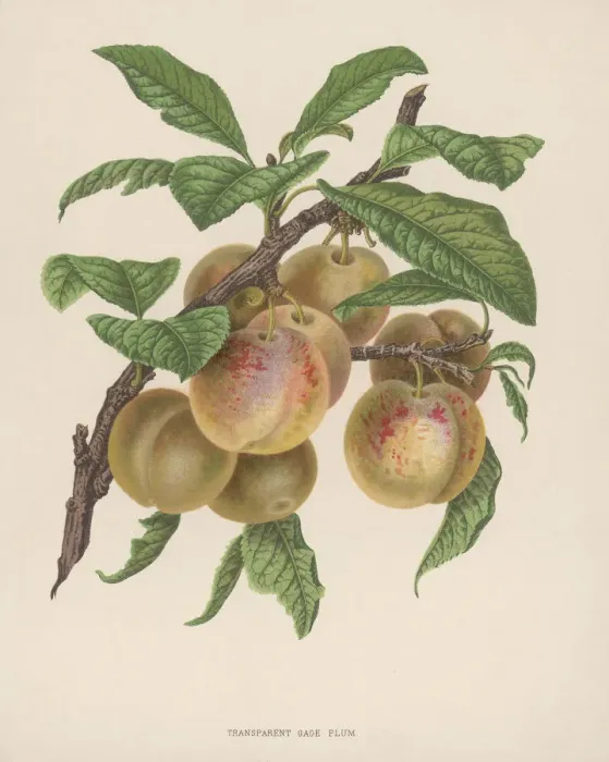 Framed Print : Transparent Gage Plum Framed Print : Transparent Gage Plum