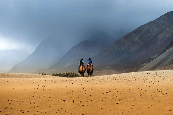 The travel camel at Nubra valley