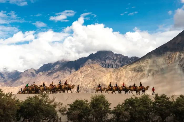 Framed Print : Traveling on Camels