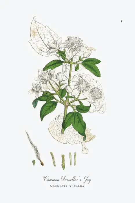 Framed Print : Travelleras Joy, Clematis Vitalba, Victorian Botanical Illustration, 1863 Framed Print : Travelleras Joy, Clematis Vitalba, Victorian Botanical Illustration, 1863