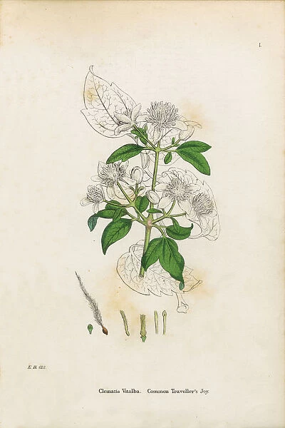 Travelleras Joy, Clematis Vitalba, Victorian Botanical Illustration, 1863