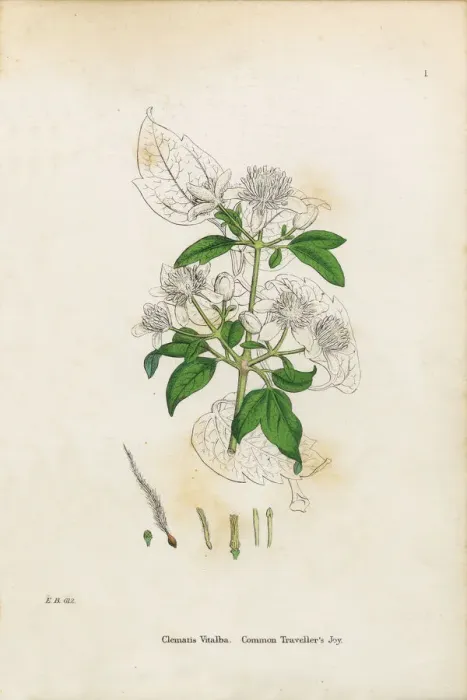 Framed Print : Travelleras Joy, Clematis Vitalba, Victorian Botanical Illustration, 1863 Framed Print : Travelleras Joy, Clematis Vitalba, Victorian Botanical Illustration, 1863