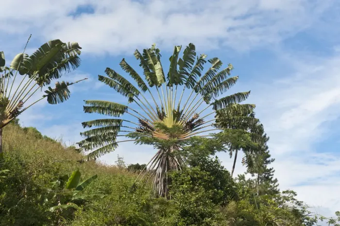 Framed Print : Travellers Tree or Travellers Palm -Ravenala madagascariensis- in its natural habitat near Manakara, Madagascar Framed Print : Travellers Tree or Travellers Palm -Ravenala madagascariensis- in its natural habitat near Manakara, Madagascar