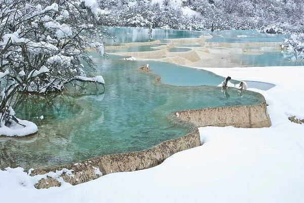 Travertine banks form Five-Colored Pool, Huanglong National Park, Sichuan Province, China
