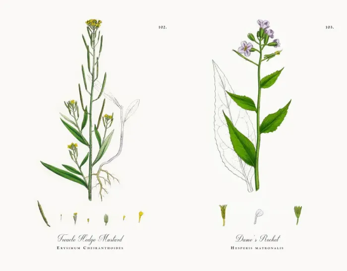 Framed Print : Treacle Hedge Mustard, Erysimum Cheiranthoides, Victorian Botanical Illustration, 1863