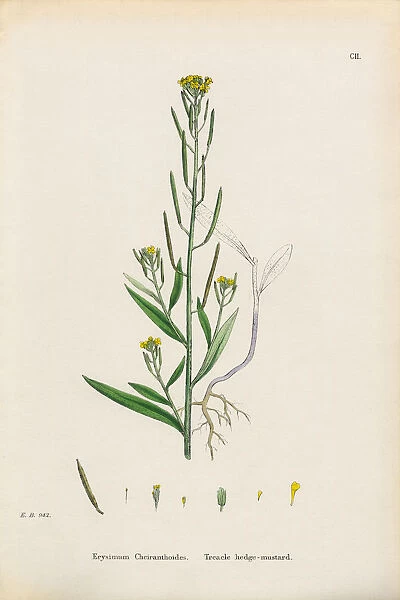 Treacle Hedge Mustard, Erysimum Cheiranthoides, Victorian Botanical Illustration, 1863