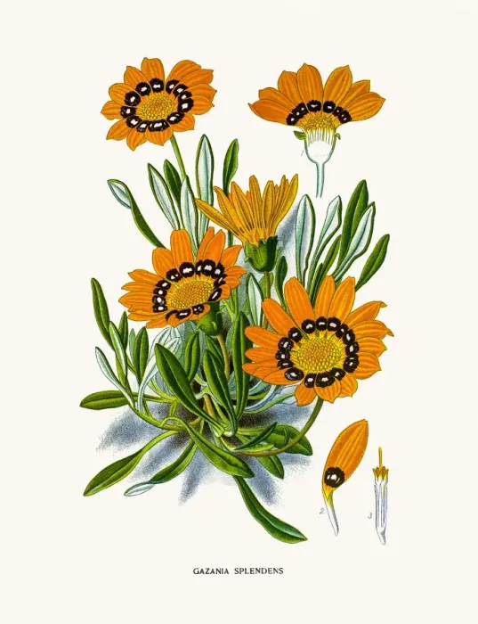 Framed Print : Treasure flower (Gazania splendens) Framed Print : Treasure flower (Gazania splendens)