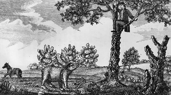 Up A Tree. circa 1805: A member of Lewis and Clarks exploratory team hiding