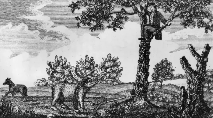 Framed Print : Up A Tree. circa 1805: A member of Lewis and Clarks exploratory team hiding Framed Print : Up A Tree. circa 1805: A member of Lewis and Clarks exploratory team hiding